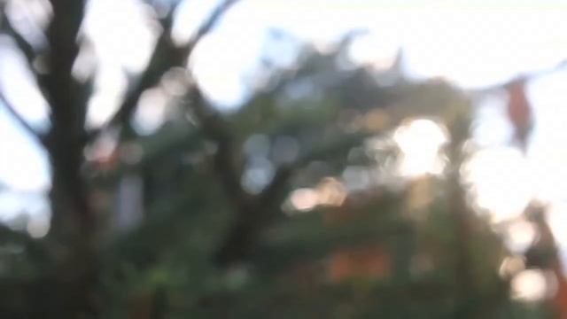 Canon Rebel T2i/550D Test Video смотреть онлайн