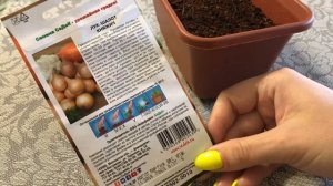 Лук - шалот Княжич ? выращивание из семян 2020.