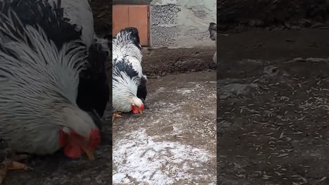 куры Брама темная#shorts смотреть онлайн