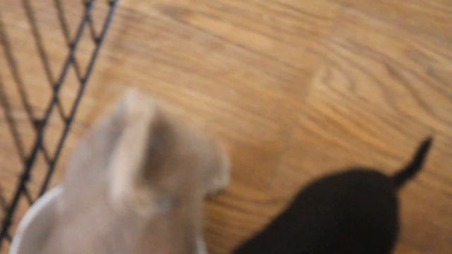 Разноцветная палитра чихуахуа смотреть онлайн