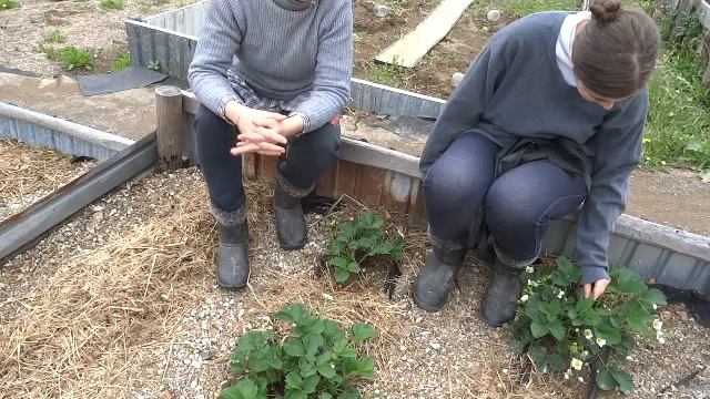 клубника-борьба с летающими вредителями