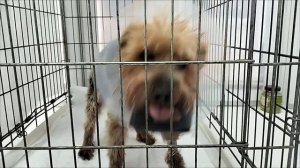 Подрезание голосовых связок собаке