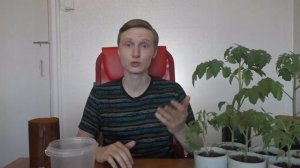 Важный приём для роста корней рассады | Перевалка (пересадка) рассады томатов в большую ёмкость