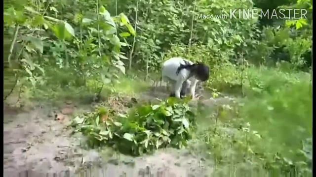 Goat Farm - Buhay Bukid / My Son William Vlogs part 2 смотреть онлайн