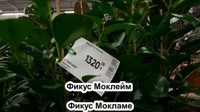 ОТЛИЧИЯ в сортах ФИКУСОВ. Робуста. Моклейм. Фикус лировидный. Фикус Мелани и другие сорта смотреть онлайн