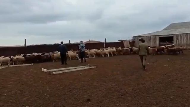 Овцы на продажу.