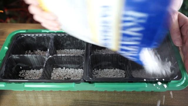 Как вырастить дельфиниум из семян 100% Всхожесть смотреть онлайн