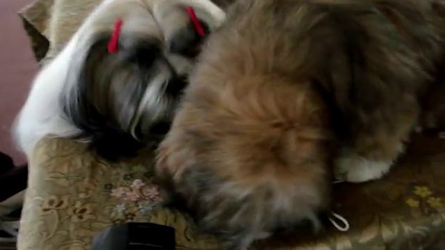 лхаса апсо смотреть онлайн