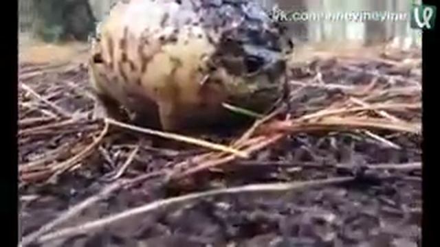 Свинью режут смотреть онлайн