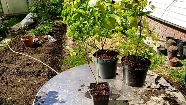 Супер новинки сортов Голубики! Калипсо Calipso, МегаБлю Megasblu, Титаниум Titanium. смотреть онлайн