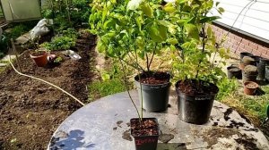 Супер новинки сортов Голубики! Калипсо Calipso, МегаБлю Megasblu, Титаниум Titanium.