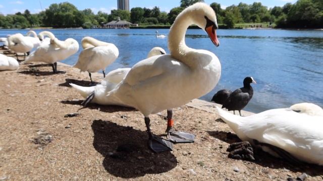 1000 лебедей в одном месте? Это Лондонский парк, детка! смотреть онлайн