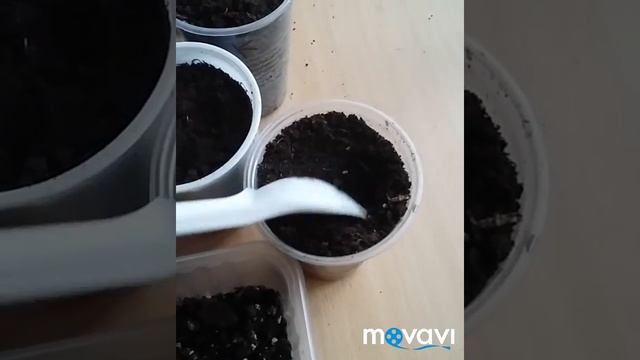 Пикировка рассады гайлардии.многолетник 10.03.19 смотреть онлайн