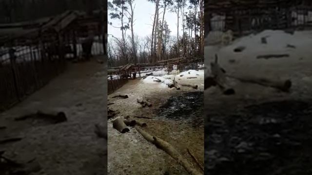 Притравка щенков лайки по кабану малыши 4,5 мес. смотреть онлайн