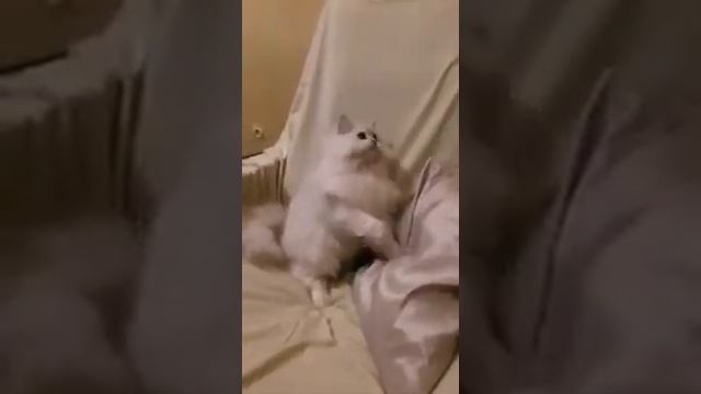 Шотландский котик Ирбис в новом доме смотреть онлайн