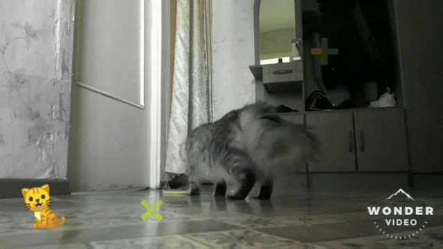 Как Лиза просится в зал🤣. //Соня в шоке// смотреть онлайн