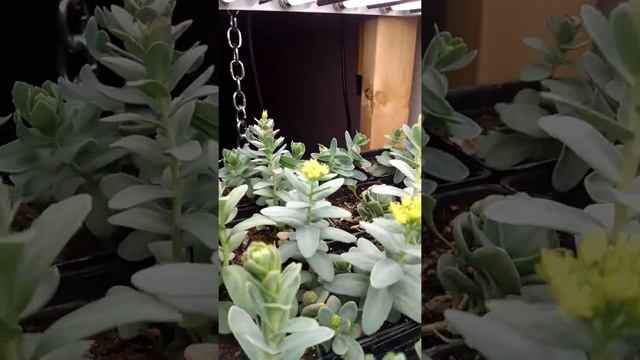 Rhodiola rosea (Russian) plants ready for fall transplant смотреть онлайн