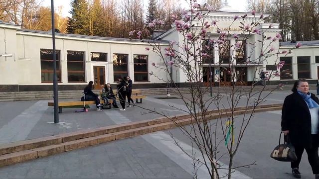 Трускавець 2022: магнолія Лебнера квітне біля бювету смотреть онлайн