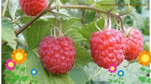 Малина сортовая Метеор. Краткий обзор, описание характеристик rubus idaeus Meteor