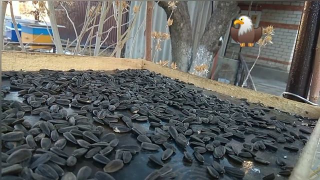 Птичья братия завтракает)/The bird brothers are having breakfast) смотреть онлайн