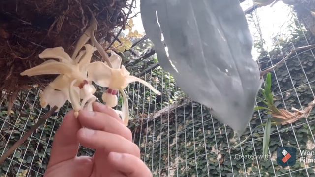 Stanhopea смотреть онлайн