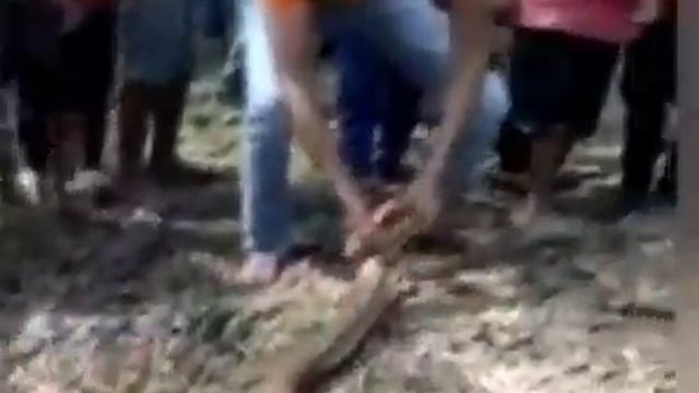 Viral Video : Locals caught a 7 feet long python in Kamalpur. смотреть онлайн