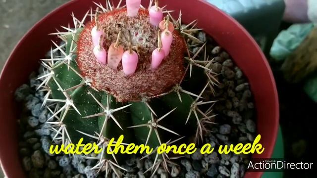 MELOCACTUS | RARE CACTUS | HOW MUCH & CARE TIPS | SEED GERMINATION смотреть онлайн