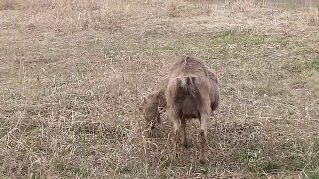 Не могу продать козлят