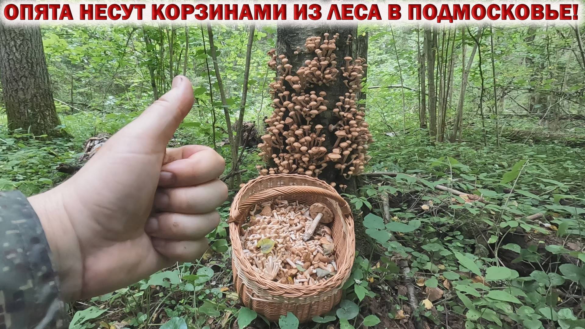 💥ОПЯТА НЕСУТ КОРЗИНАМИ из ЛЕСА в ПОДМОСКОВЬЕ!👉Грибы в августе 2024🍄 смотреть онлайн