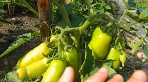 Томат Санькина любовь.