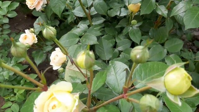 Чиппендейл Голд (Chippendale Gold)