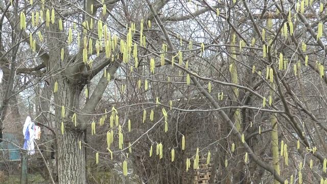 Дерево с серёжками смотреть онлайн