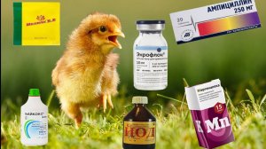 Пропойка цыплят с 1 по 14 день. Профессиональный аргументированный метод.