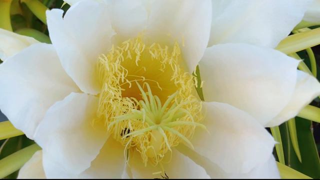 Queen Of The Night Flower | Dragon Fruit Flowers | Unique But Amazingly Beautiful Bloom | #titamari смотреть онлайн