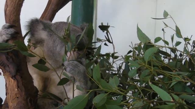 Коала очень близко смотреть онлайн
