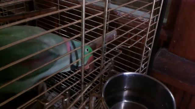 Александрийский попугай Арчи из Ташкента смотреть онлайн