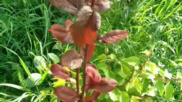 Прививка на вишню терно сливы а за тем миндаль и крупноплрдной вишни Grafting on terno plum cherrie смотреть онлайн