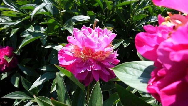 Пион FEATHER TOP смотреть онлайн