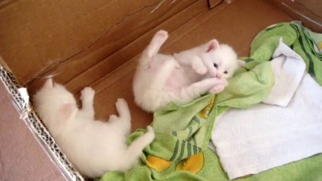 ангорские котята смотреть онлайн