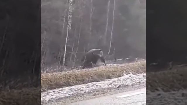 Мишка поймал лося ранил его,добыча мишки смотреть онлайн