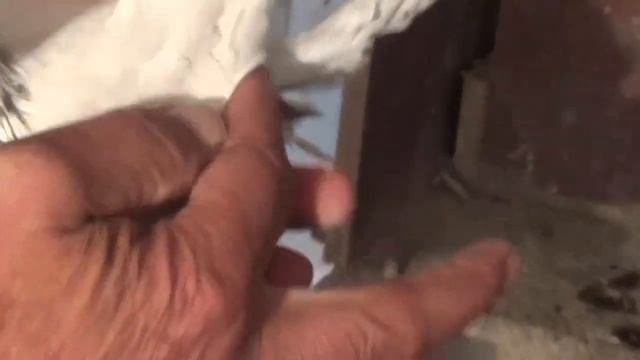 Узбекские голуби Андрея Кондратьева Часть 1 смотреть онлайн