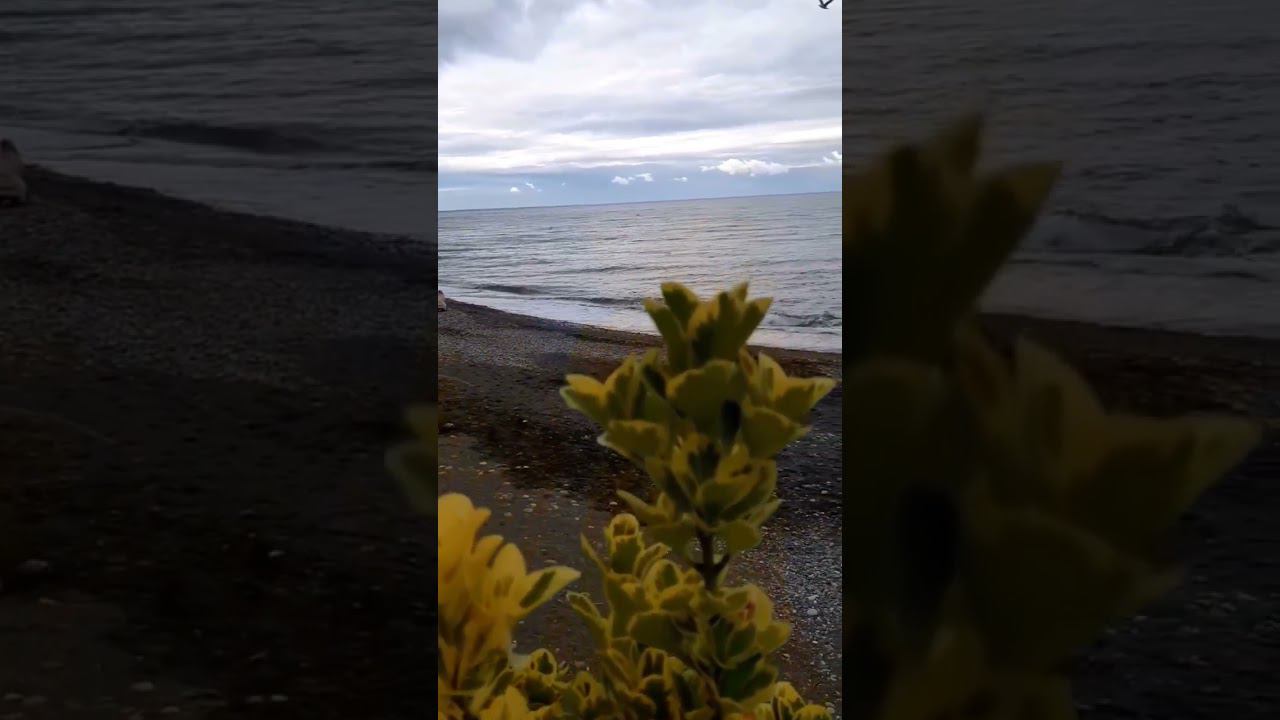 03.11.22 г. Погода Сочи #погодалазаревское #погодасочи #погодасегодня #новостисочи #лазаревское2022 смотреть онлайн