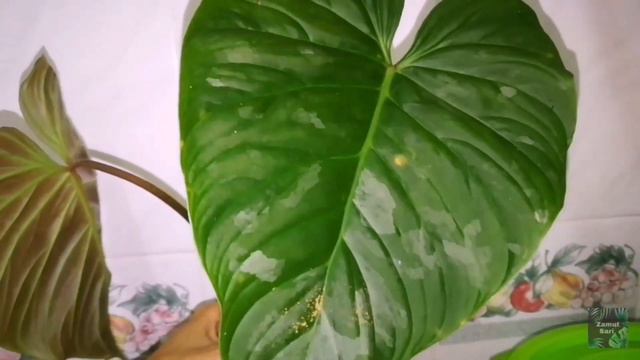 Philodendron Majestic Propagation And Updates #Philodendron #houseplants #aroids #plants #fertilize