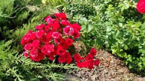 Почвопокровная роза Ред Вельвет.