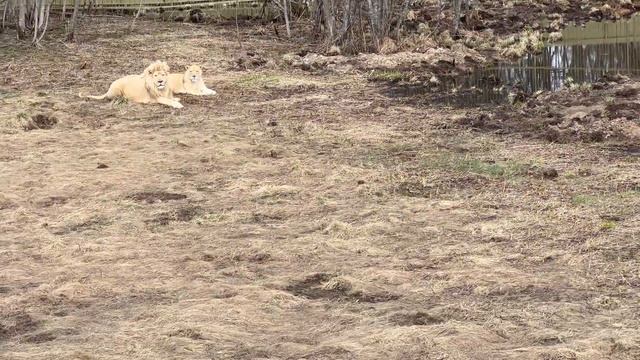 Кай стал ОХРАНЯТЬ Сирону! Разделение самцов пошло на пользу. ПАРК ЛЬВОВ ЗЕМЛЯ ПРАЙДА смотреть онлайн