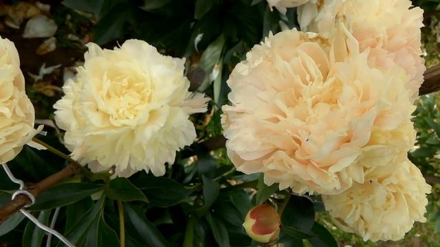 Peony 2017, Summer Glow, Пионы год 17й, Саммер Глоу смотреть онлайн