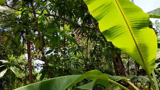 Шри-Ланка День третий Путешествие на черепашью ферму, прогулка на лодке по большому озеру, наш пляж смотреть онлайн