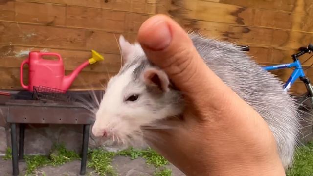 How Vika was left alone with the panther Luna and the rest of the household 🙈 смотреть онлайн