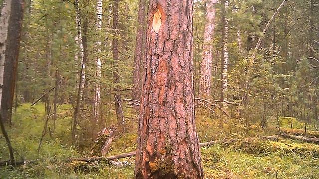 Животные в дикой природе. Медведь смотреть онлайн
