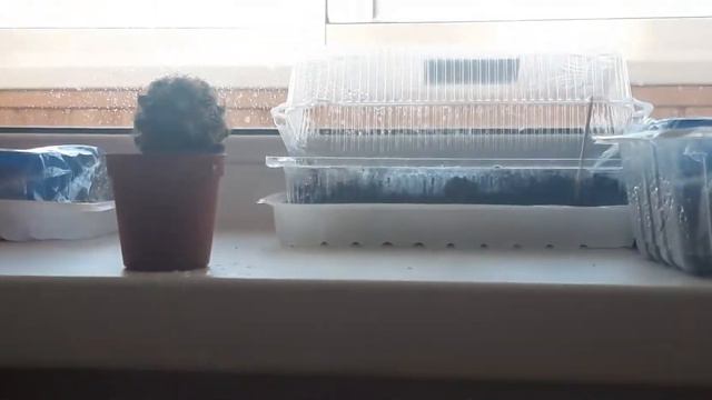 Мой первый кактус смотреть онлайн
